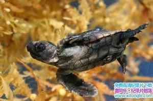 ﱣ¼Ƭں Turtle: The Incredible JourneyӢ-