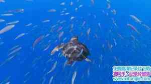 ﱣ¼Ƭں Turtle: The Incredible JourneyӢ-