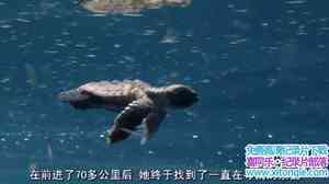 ﱣ¼Ƭں Turtle: The Incredible JourneyӢ-