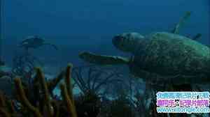 ﱣ¼Ƭں Turtle: The Incredible JourneyӢ-