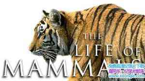 BBC¼Ƭȫ The Life of Mammalsȫ10-