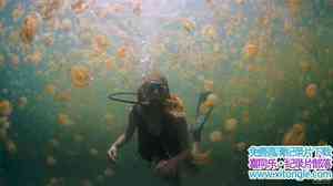 IMAX¼Ƭ The Living SeaӢ-