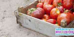 Ӽ¼Ƭѵʤ Triumph of the Tomato-