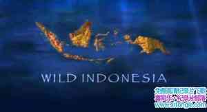 ҵƵҰӡ Wild Indonesiaȫ3-