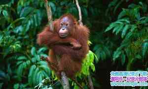 ҵƵҰӡ Wild Indonesiaȫ3-