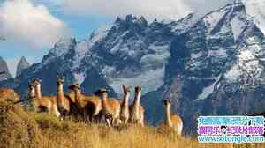 BBC¼ƬҰ԰ Wild Patagoniaȫ-