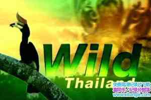 ҵҰ̩ Wild Thailandȫ-