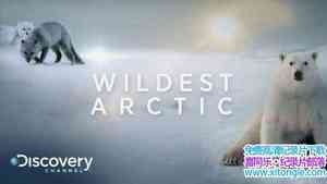 ̽Ƶ ҰԱ Wildest Arcticȫ4-