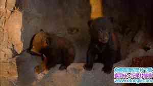 IMAX¼Ƭ BearsӢ-