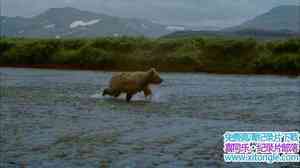 IMAX¼Ƭ BearsӢ-