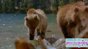 IMAX¼Ƭ BearsӢ-