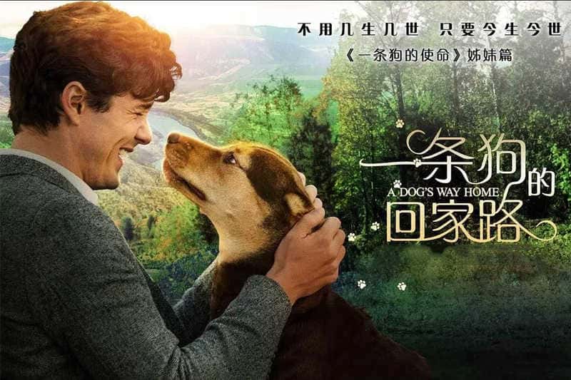 剧情电影《一条狗的回家路》原创解说文案-附解说素材