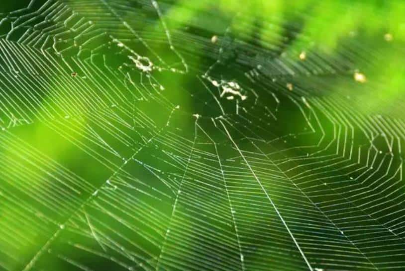 《走近科学：天降“仙发”》-科技自媒体解说词下载
