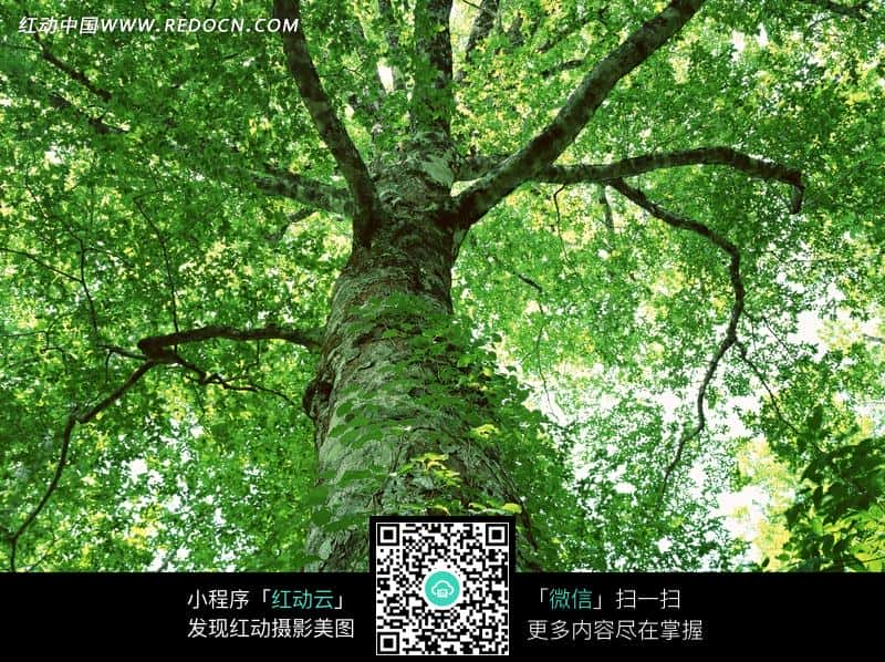 《走近科学：神奇的马戏树》-科技自媒体解说词下载
