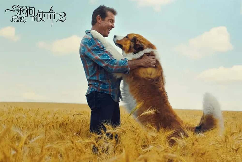 剧情电影《一条狗的使命2》解说词[自媒体解说文案][附解说素材]