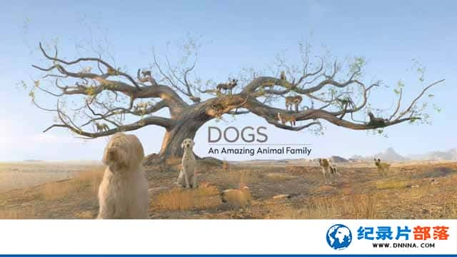 ȳ¼ƬȮƼ Dogs An Amazing Animal Familyȫ3-Ѹ