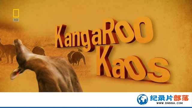 ҵﱣ¼Ƭɧ Kangaroo Kaosȫ1¼ƬԴٶ-Ѹ