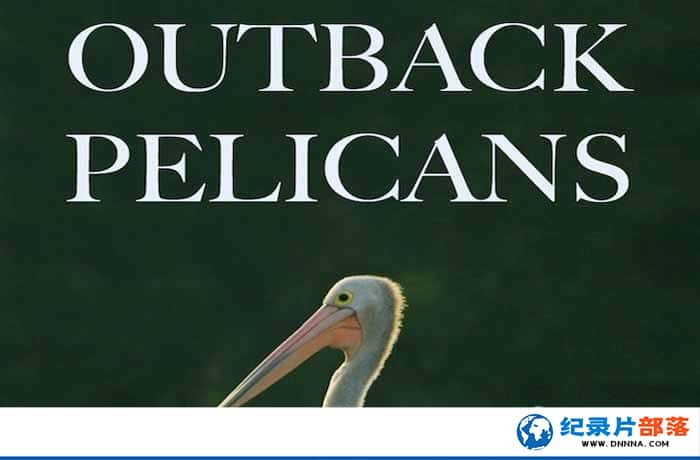 PBSȻ̬¼Ƭ½ Outback Pelicansȫ1¼ƬԴٶ-Ѹ