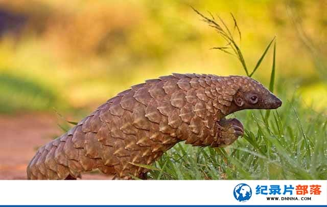 ﱣ¼Ƭд Դɽ Black Market Poaching Pangolinȫ1-Ѹ