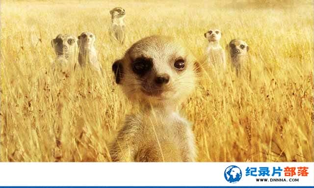 BBCè¼Ƭɸ The Meerkatsȫ1-Ѹ