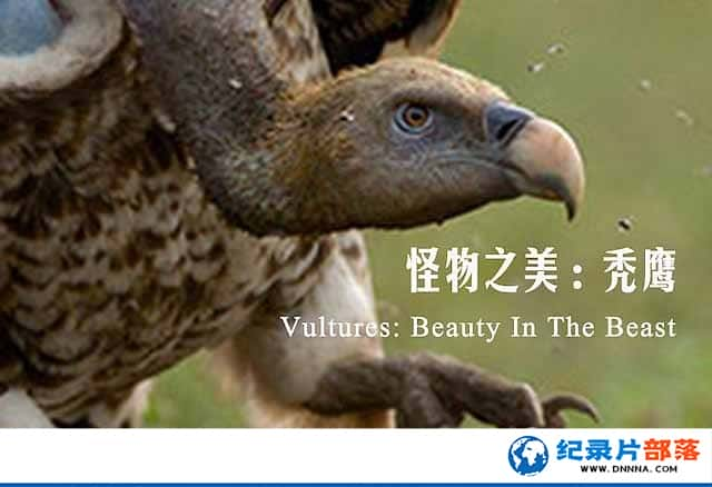 BBCݼ¼ƬͺգҰ֮ Vultures:Beauty in the Beastȫ2-Ѹ