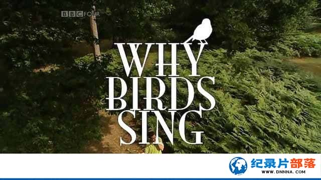 BBCо¼ƬΪθ質 Why Birds Singȫ1-Ѹ