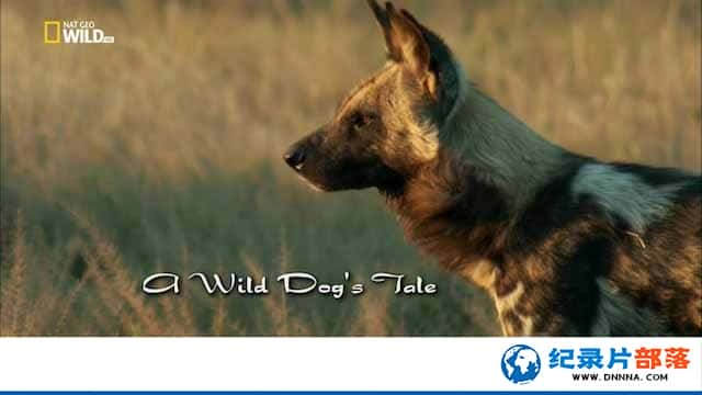 ҵҰ¼ƬҰĴ A Wild Dogs Taleȫ1-Ѹ