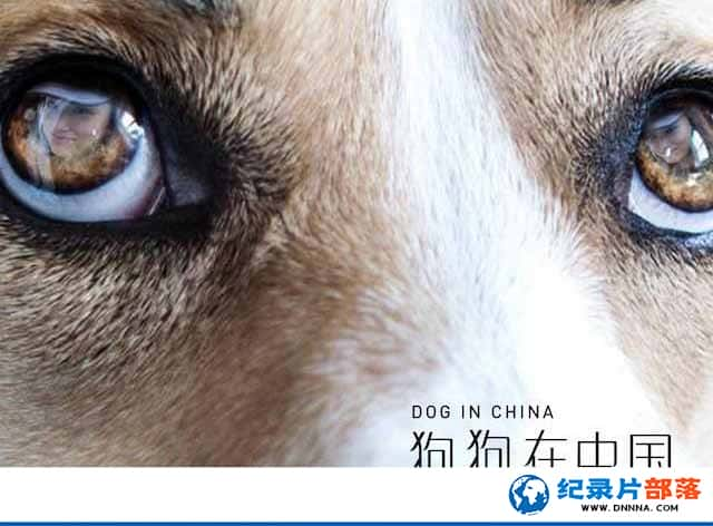 Ȯ¼Ƭй Dogs in Chinaȫ5-Ѹ