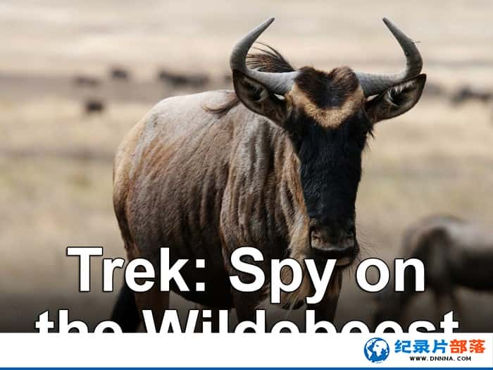 BBC¼ƬǨ㣺Ⱥļ Trek: Spy on the Wildebeestȫ2¼Ƭٶ