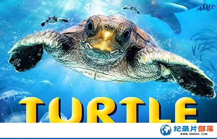 Ұ¼Ƭ֮ ں Turtle: The Incredible Journeyȫ1¼Ƭٶ