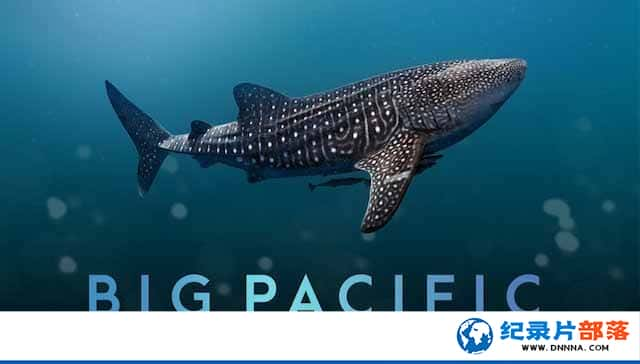 ̬¼Ƭ̫ƽ Big Pacificȫ5¼Ƭٶ