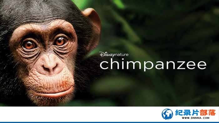 ʿȻ¼Ƭ Chimpanzee 2012ȫ1-Ѹ