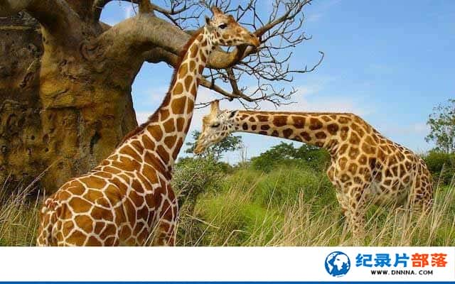 BBC̽¼Ƭ¹޵ Giraffes: Africas Gentle Giantsȫ1-Ѹ