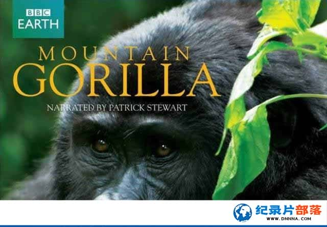 BBCҰ¼Ƭɽش Mountain Gorillaȫ3¼Ƭٶ