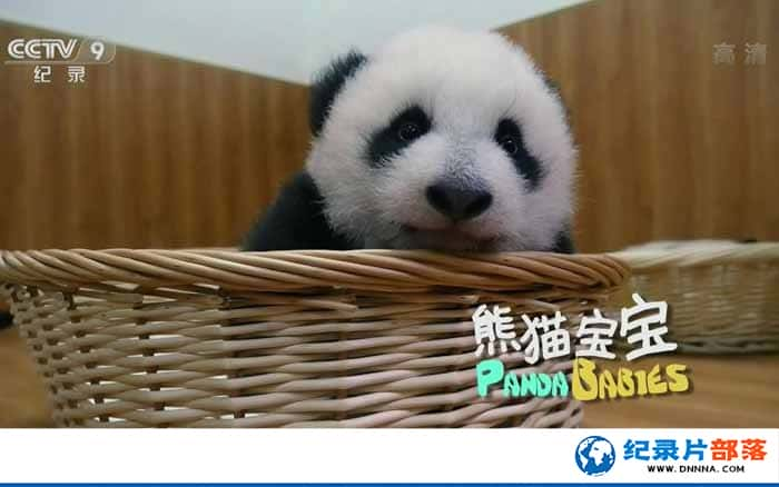 ¼Ƭ--ITV¼Ƭè Panda Babies 2015Ӣ MP4/419MB ȵĴèٶ