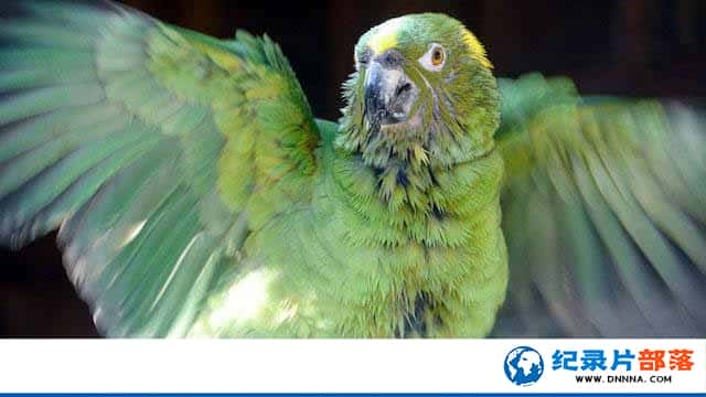 PBS̽¼Ƭ Parrot Confidentialȫ1¼Ƭٶ