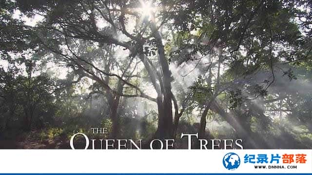 Ȼ̬¼Ƭ֮Ů The Queen of Treesȫ1¼Ƭٶ