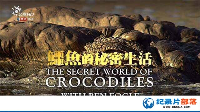 ̨幫HDҰ¼Ƭ The Secret Life of Crocodiles With Ben Fogleȫ2¼Ƭٶ-Ѹ