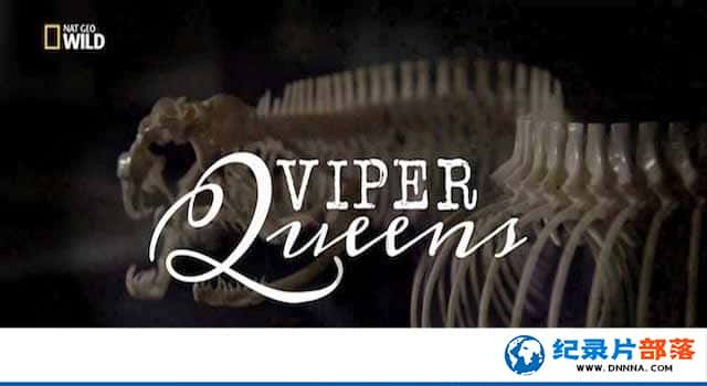 ҵ̽¼ƬŮ/߻ʺ Viper Queensȫ1¼Ƭٶ