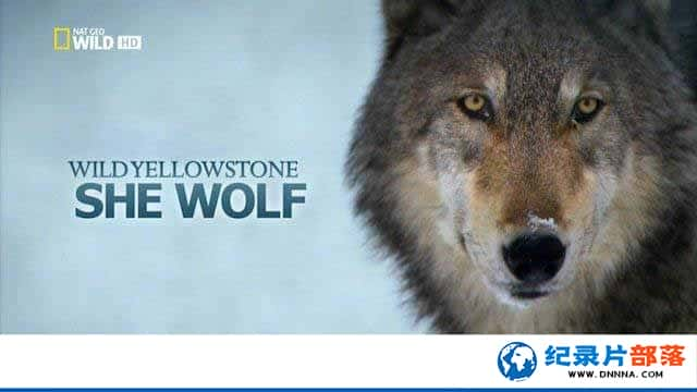 ҵ̽¼Ƭʯ԰ĸ Wild Yellowstone: She Wolfȫ1¼Ƭٶ