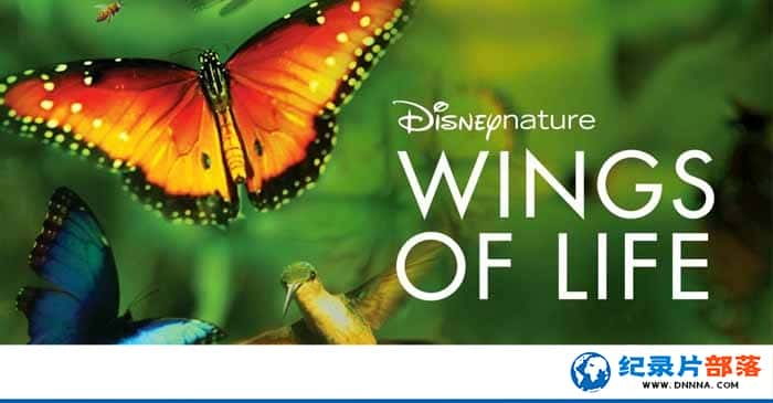 ʿȻ¼Ƭĳ Wings Of Life 2013ȫ1-Ѹ