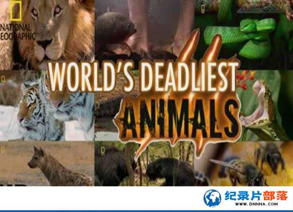 ҵҰ¼Ƭ Worlds Deadliest Animalsȫ8-Ѹ