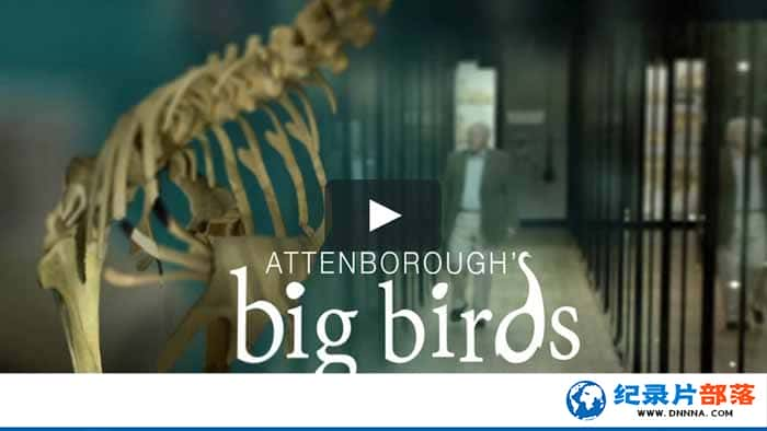 BBCȻ¼ƬǱԴ Attenboroughs Big Birdsȫ1¼Ƭٶ