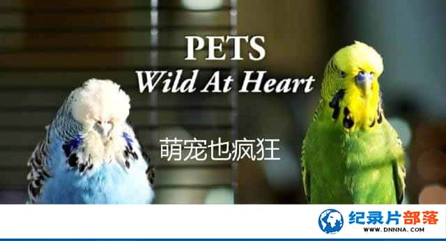 [BBC] ĿҰ / Pets - Wild at Heart1080P