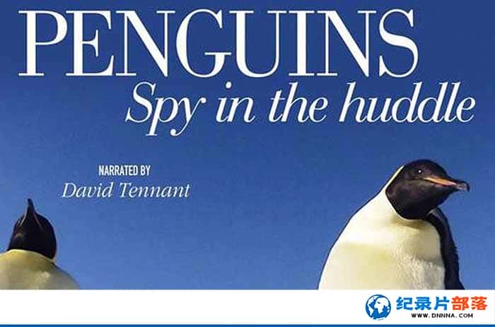 BBC¼ƬȺ Penguins: Spy in the Huddleȫ3¼Ƭٶ
