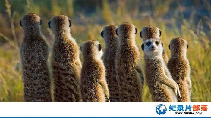 Ұ¼ƬBؼ Dynasties: Meerkat Specialȫ1 4K/1080P-Ѹ