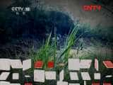 CCTVȻ¼Ƭй 20110929 ʯ֮ա-Ѹ