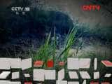 CCTVȻ¼Ƭй 20110819 ʯ֮ա-Ѹ