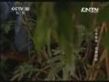 CCTVȻ¼Ƭй 20131004 ɽˮ Ӱ-Ѹ