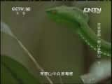 CCTVȻ¼Ƭй 20130908 ԰-çɽѰ߼ ¡-Ѹ